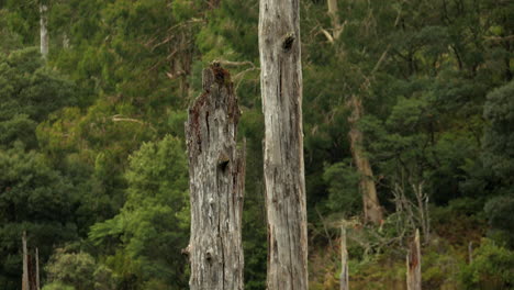 beautiful lake elizabeth located in the otway ranges rain forest national park, victoria australia