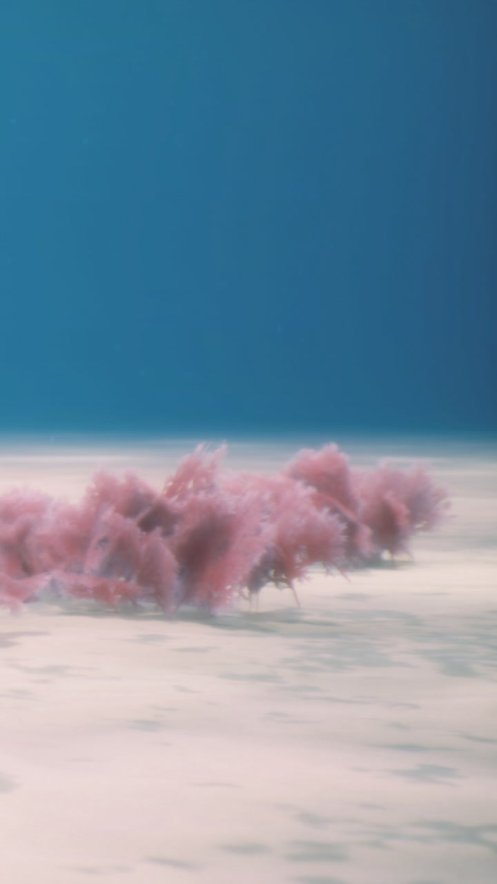Coral reef ecosystem underwater showing pink marine life and sandy floor
