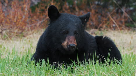 oso negro americano descansando en la hierba verde cerca de carcross en yukon, canadá