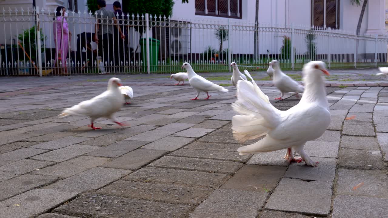 곡식을 찾아 옥수수를 먹인 마당을 걷고 있는 흰 비둘기 무리