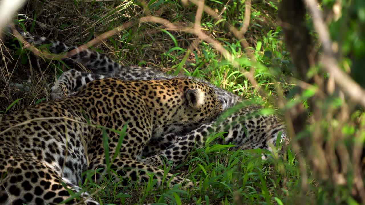 pareja de leopardos se lame y se acicala amorosamente, de mano cerrada
