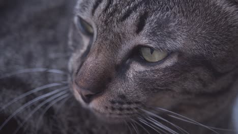 portrait of a brown cat face in slow motion - tired cat relaxing on the street in 4k high quality footage - rack focus - view from the side