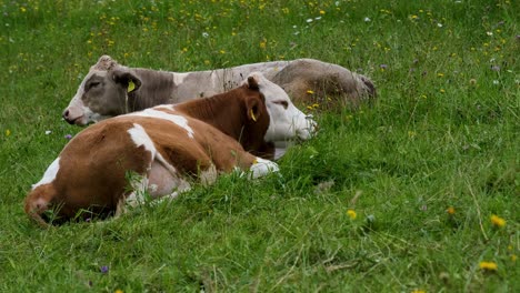 Dutch-Dairy-Cows-Relaxing-on-Green-Grass,-Enjoying-Gentle-Fresh-Breeze