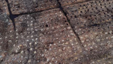 silvicultura tala de madera cosecha deforestación vista aérea con vistas a bosques destruidos