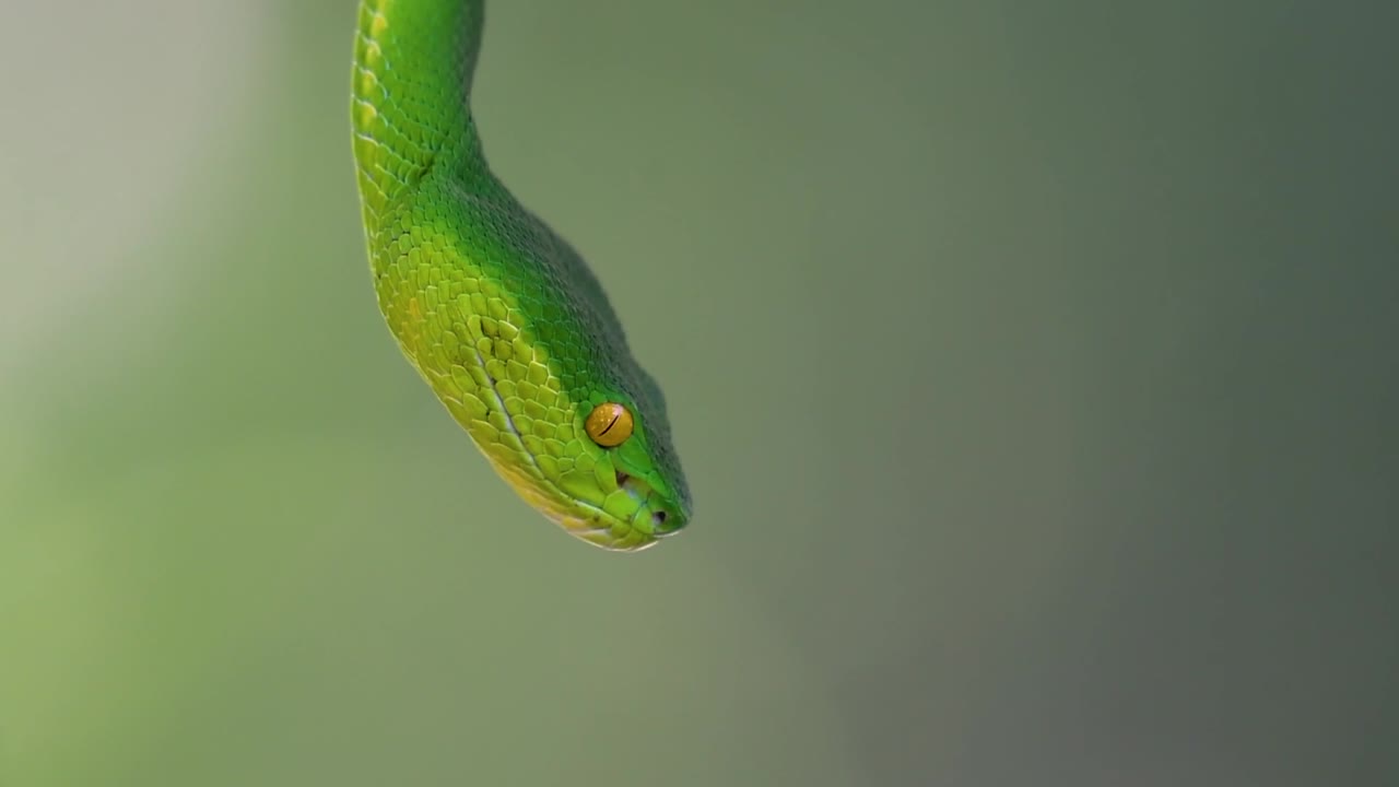 белощекая питвипер - ядовитая питвипер, эндемик юго-восточной азии, часто встречается ночью, поджидая на ветке или сучьях дерева вблизи водоема с большим количеством пищи.