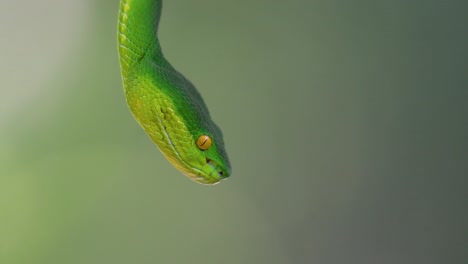 The-White-lipped-Pit-Viper-is-a-venomous-pit-viper-endemic-to-Southeast-Asia-and-is-often-found-during-the-night-waiting-on-a-branch-or-limb-of-a-tree-near-a-body-of-water-with-plenty-of-food-items