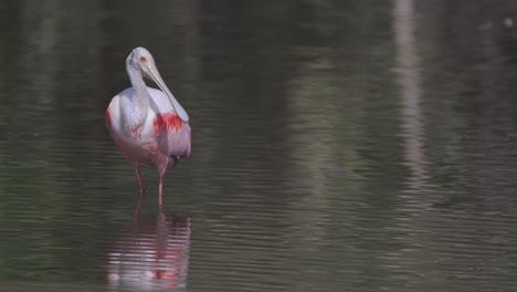 roseate spoonbill wading in shallow water looking around in florida swamp