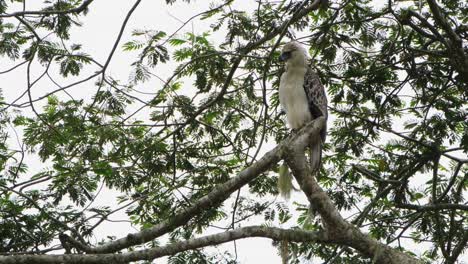 Looking-to-the-left-as-its-crest-standing-then-stoops-down-to-look-intensely,-Philippine-Eagle-Pithecophaga-jefferyi,-Philippines
