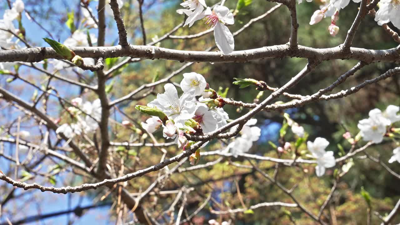 Sunlight filters through delicate cherry blossoms, highlighting their white petals and the fresh green leaves of spring.