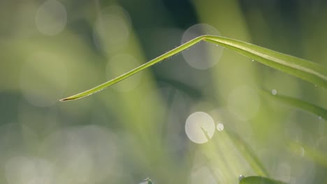 晴れた日の水滴の草のクローズアップ ⁇ スローモーション