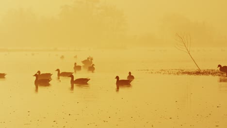 long shot of a flock of silhouetted geese swimming across the surface of a lake in the early morning on a misty day