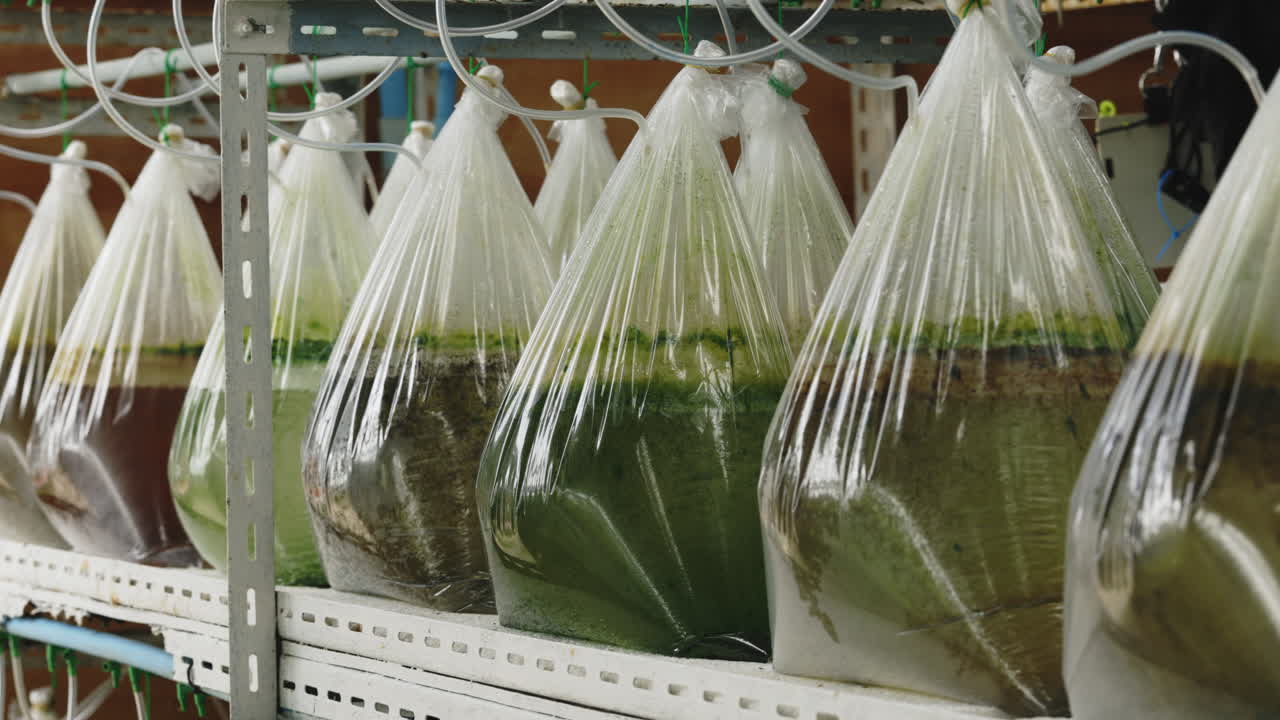 Plant Growth Experiment in Plastic Bags