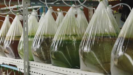 plant growth experiment in plastic bags