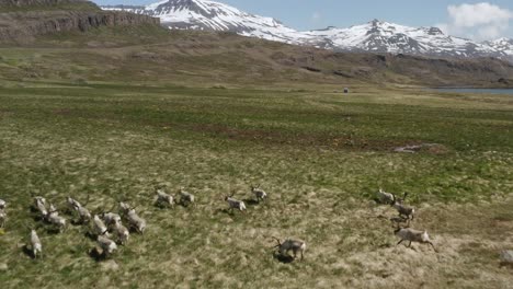 auténtico paisaje islandés con rebaños de renos y majestuosas montañas