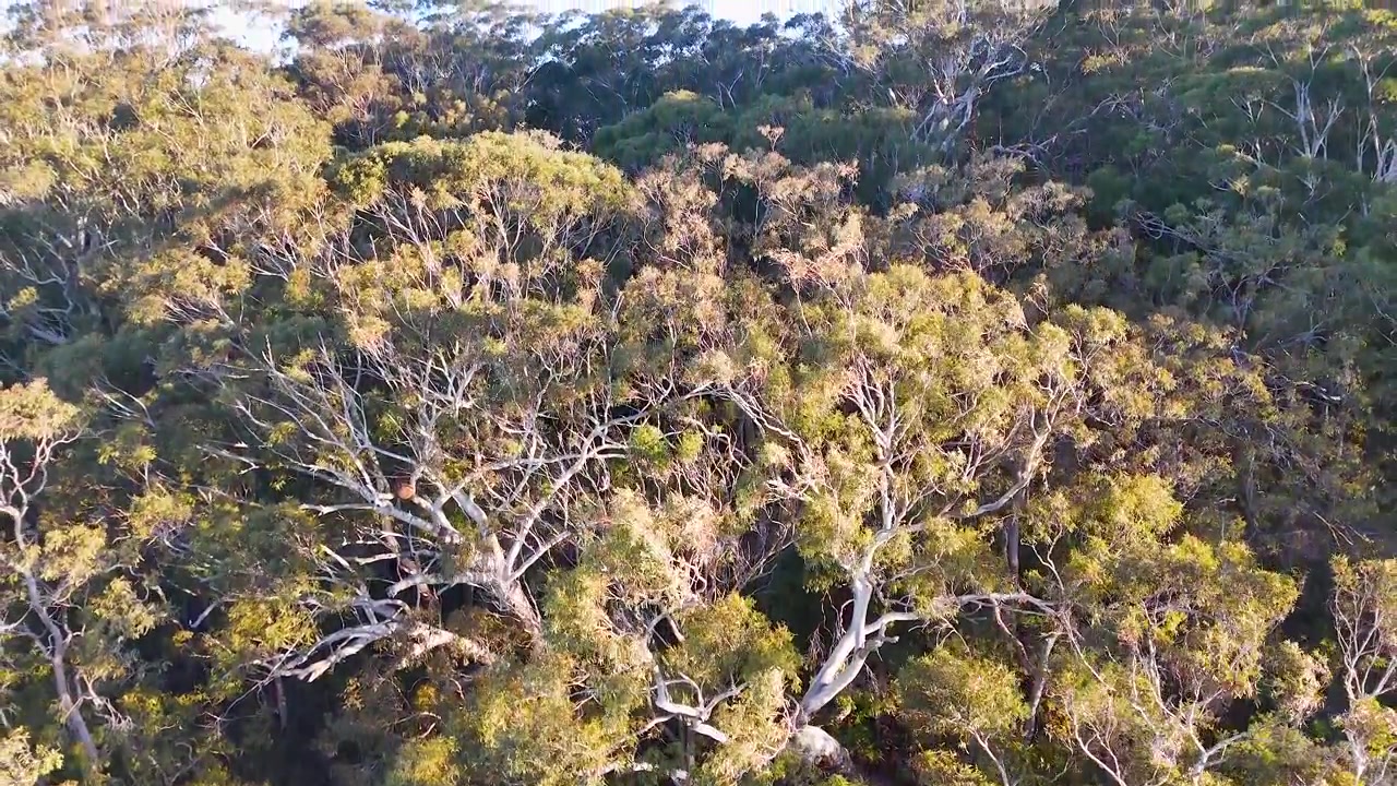 Ripresa aerea con drone dall'alto di una fitta chioma di foresta di eucalipti a Nelson Bay, Australia