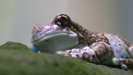 rana de leche amazónica grandes ojos amarillos, primer plano