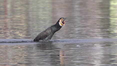 un cormorán vomitando un pez que se quedó atascado en cámara lenta