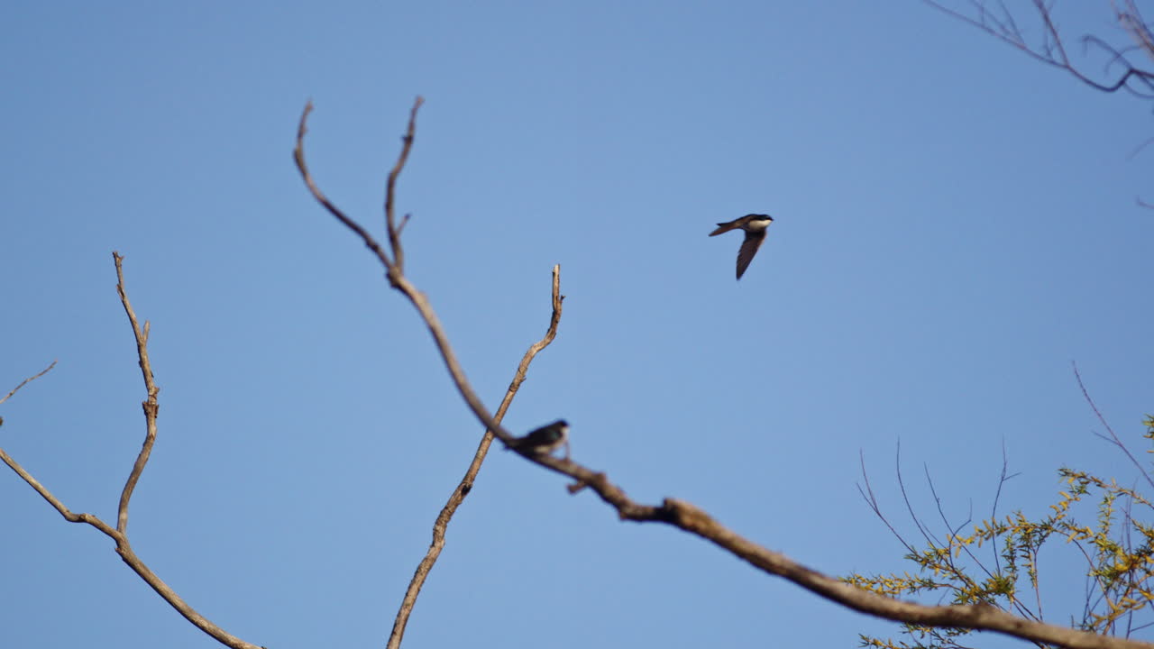 Romantic sky dances of purple martins, beautifully slowed down for detail.