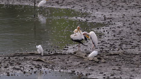 Un-Par-De-Cigüeñas-En-La-Orilla-Fangosa-Del-Río-Acicalándose-Con-Garcetas-Cerca-De-Ellas---Plano-General