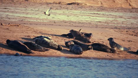 Kegelrobben-An-Einem-Sandstrand-Im-Nordosten-Schottlands