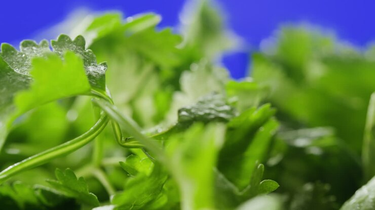Fresh Coriander