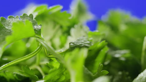 fresh coriander