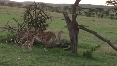 una madre guepardo con sus cachorros revisando un registro en la conservación de olare motorogi en maasai mara, kenia - tiro amplio y estable