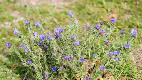 Purple echium vulgare flowers gently swaying in the breeze at Lake Tekapo, captured in bright natural light