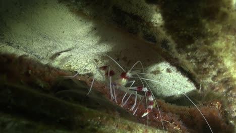 banded coral shrimp close up