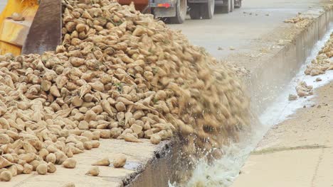 harvest sugar beet processing. sugar production process. vegetable processing