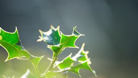 video clip capturing a holly bush backlit by morning sun, vibrant green leaves shimmering, christmas berries gleaming with dewdrops