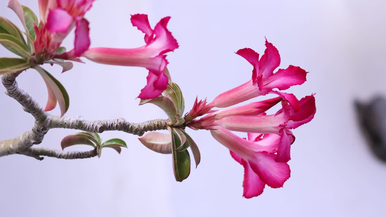 Adenium Obesum flowering in natural light