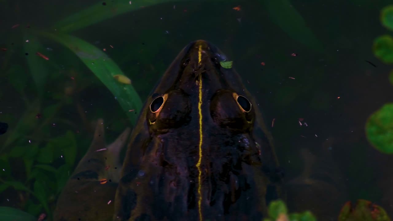 Vertical Shot of a Frog Waiting and then Jumping in a Shallow Pond, Through the Branches and Vegetation