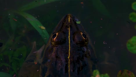 vertical shot of a frog waiting and then jumping in a shallow pond, through the branches and vegetation