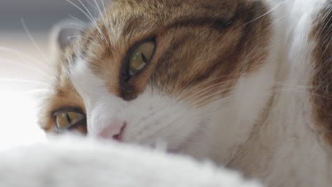 Shorthair-Tabby-Cat-With-Big-Yellow-Eyes-Resting-On-Wooly-Bed