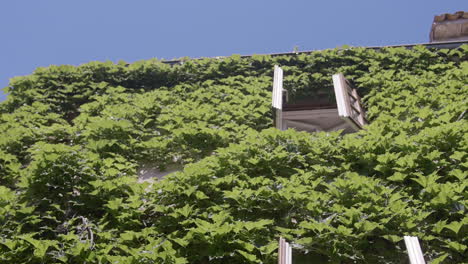 ivy-covered house with open window