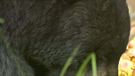 the muzzle of a black bear (ursus americanus) laying down eating apples 2016