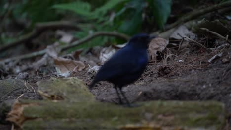 un pájaro javan que silba el trucho cuya imagen era borrosa al principio y luego se hizo clara