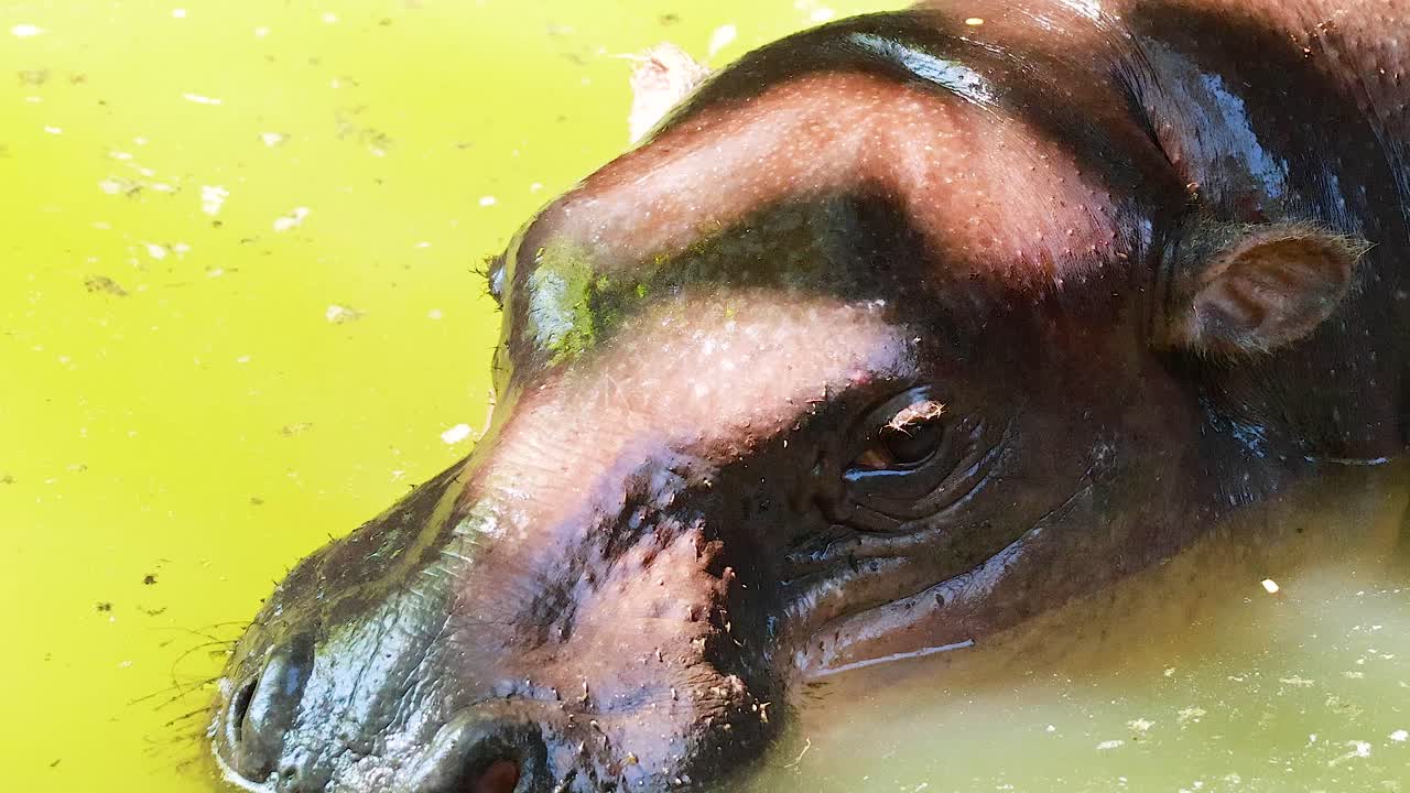 hipopótamo pigmeo nadando en el agua verde