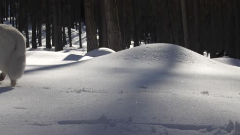 White-Swiss-Shepherd-Dog-Sniffing-In-Snowy-Forest-Walking-From-Right-To-Left