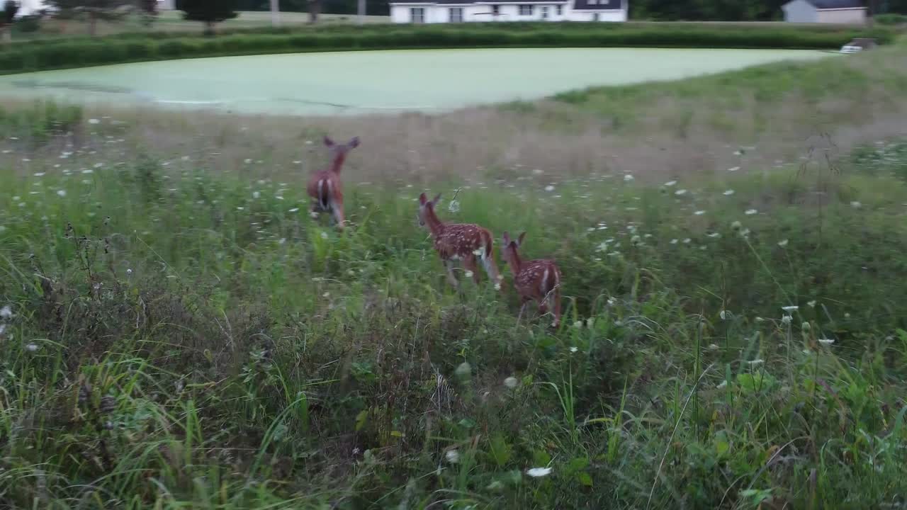 ciervo caminando en la hierba alta en la naturaleza cerca del bosque