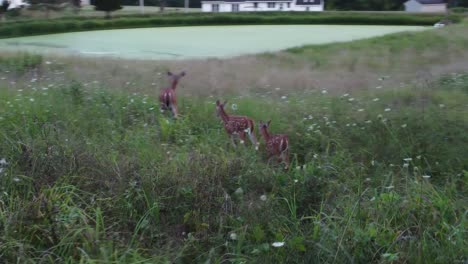 deer walking out in high grass in nature near forest