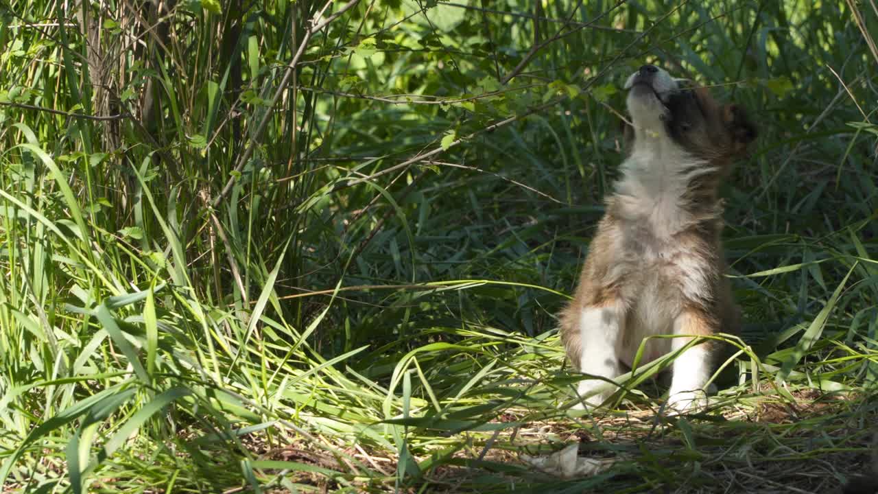 un cachorro sin hogar muerde una rama de un arbusto.