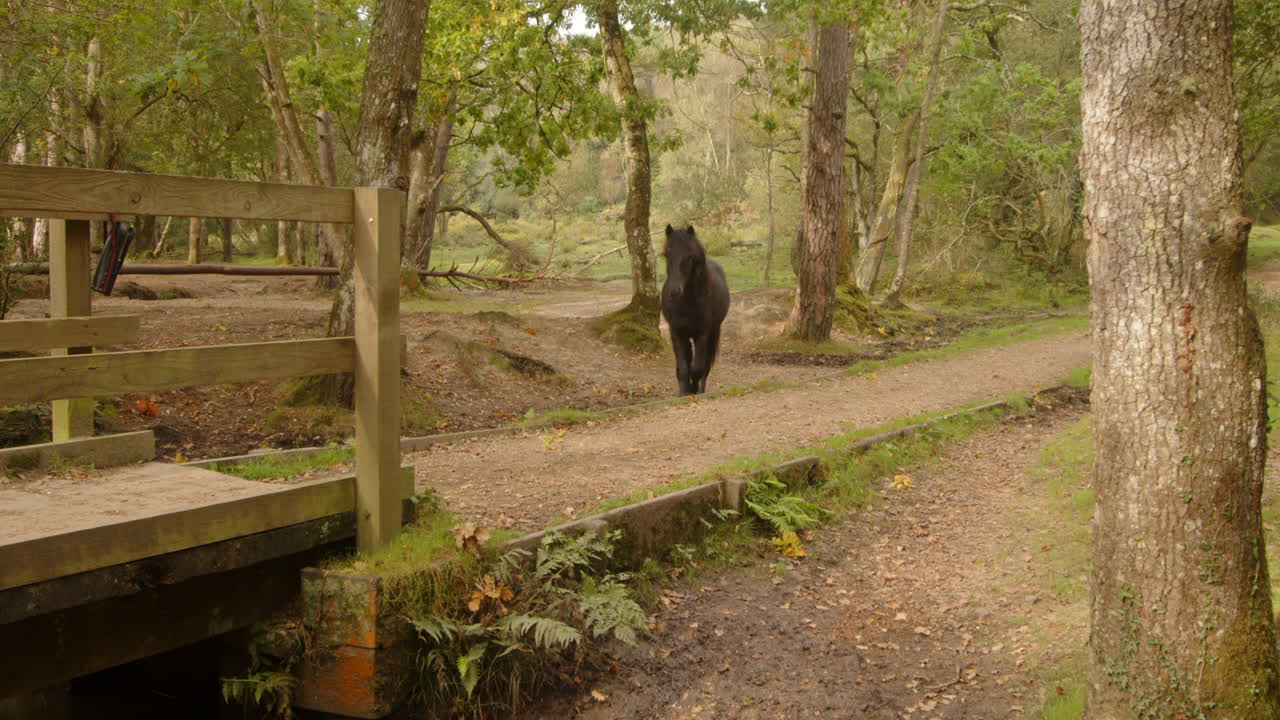 nuevo caballo del bosque negro troteando rápido también y sobre un puente de madera en el nuevo bosque