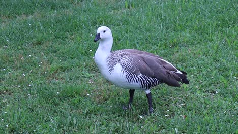 Magellan-Goose,-Chloephaga-picta,-in-the-city-park