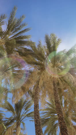 palm trees at sunset light