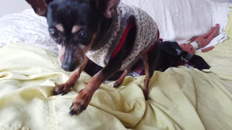 old aged mini pinscher dog dressed with sweater curiously jumps in a yellow sofa