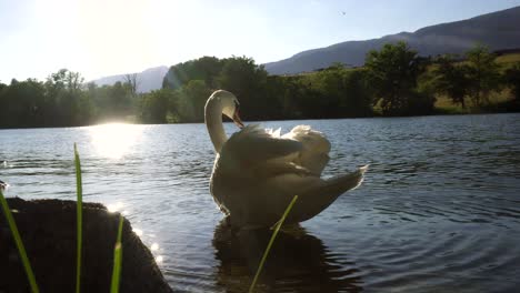 close-up-of-swimming-swan,-selective-focus