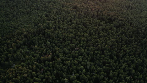 a panoramic tilt view of mercadante forest in apulia region, italy.