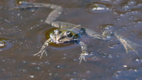 wild frog with long legs relaxing in slimy pond during hot summer day